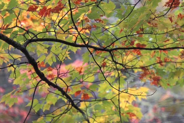 USA, Pennsylvania Tree branch in autumn light